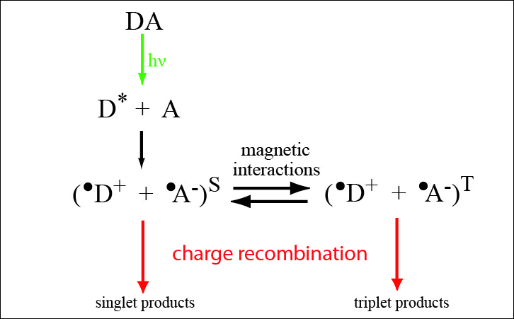 Comment on “Spin-selective reactions of radical pairs act as quantum measurements”