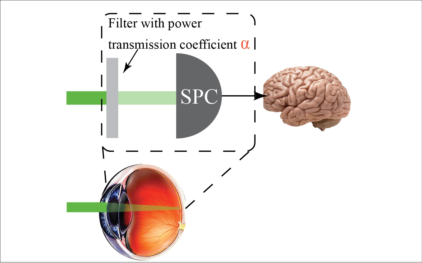 Quantum biometrics with retinal photon counting