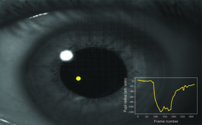 Spatially-selective and quantum-statistics-limited light stimulus for retina biometrics and pupillometry