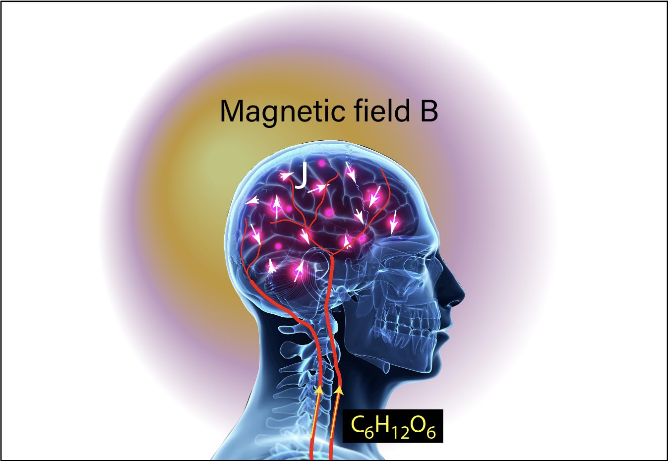 Metabolic quantum limit and holographic bound to the information capacity of magnetoencephalography