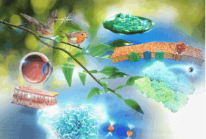 Quantum in biology, quantum for biology, and biology for quantum: Mapping the evidence and the road ahead